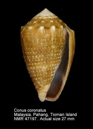 Conus coronatus.jpg - Conus coronatusGmelin,1791